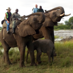 Elephant Encounter Livingston Zambia